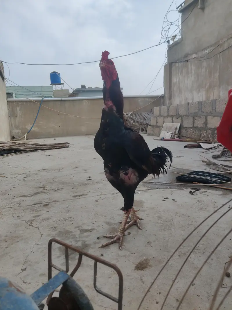 murgha murghi duck patha aseel murghi heavy wait murghi whole setup — photo 7