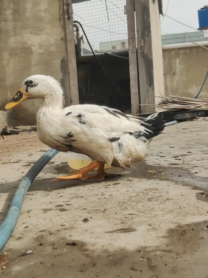 murgha murghi duck patha aseel murghi heavy wait murghi whole setup — photo 8