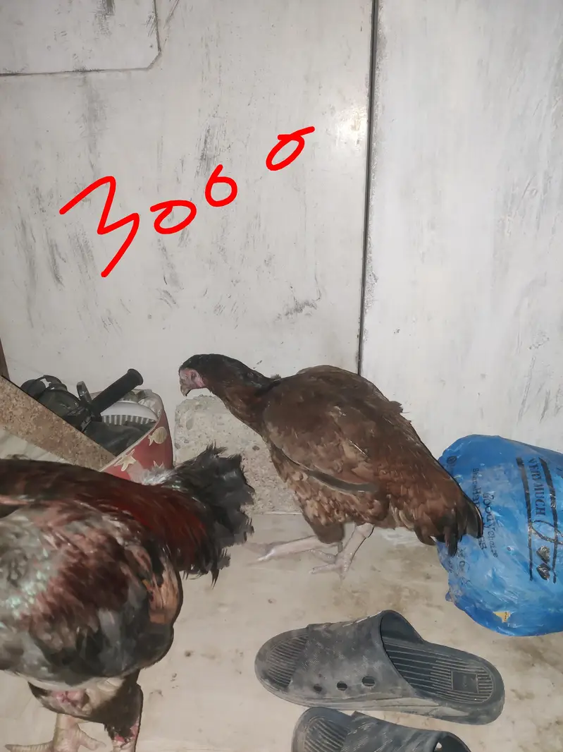murgha murghi duck patha aseel murghi heavy wait murghi whole setup — photo 11
