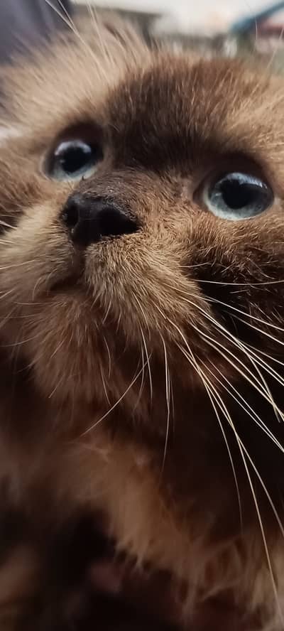 Beautiful Fluffy Siamese-Color Kitten – Blue Eyes | Healthy & Active