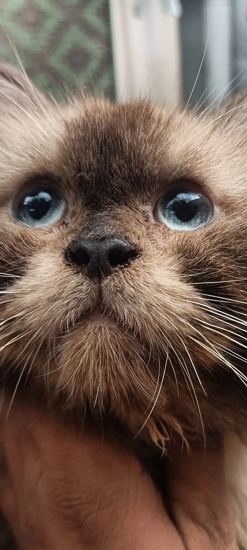 Himaliyan Reddol Cat — photo 2