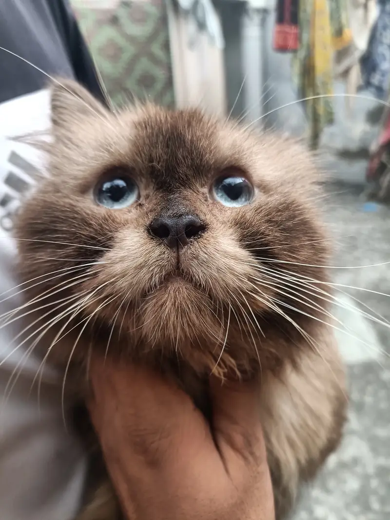 Himaliyan Reddol Cat — photo 3