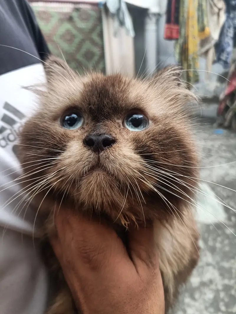 Himaliyan Reddol Cat — photo 4