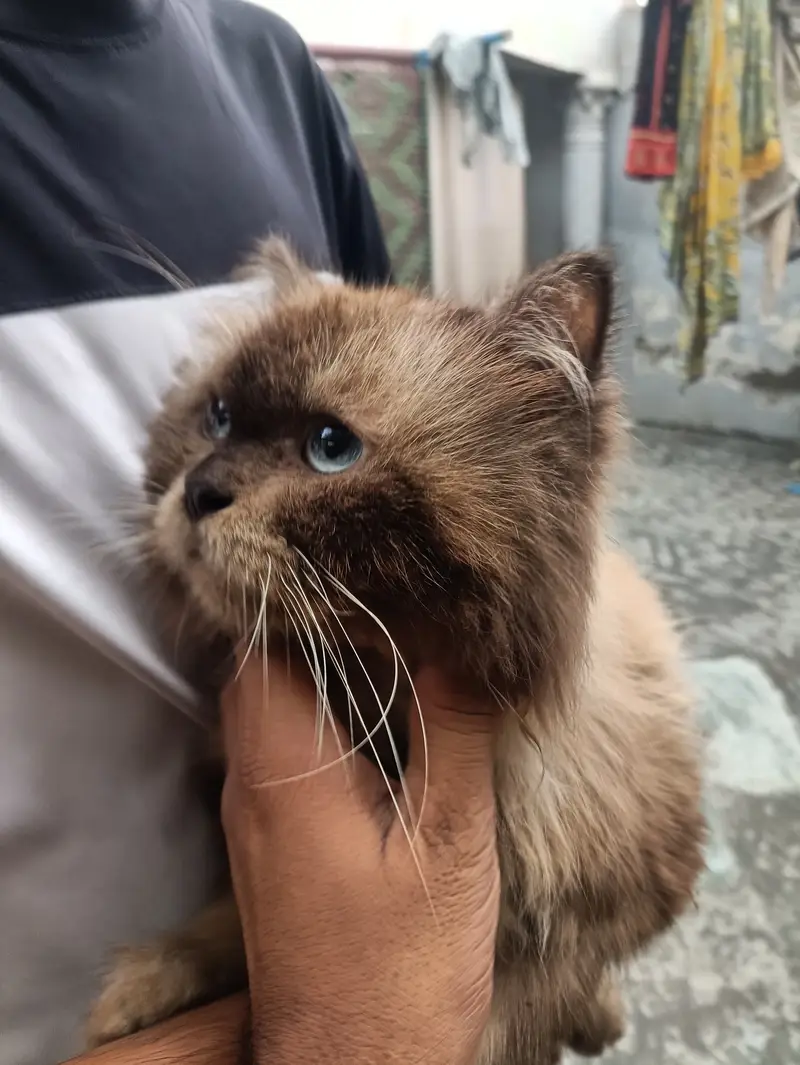 Himaliyan Reddol Cat — photo 5