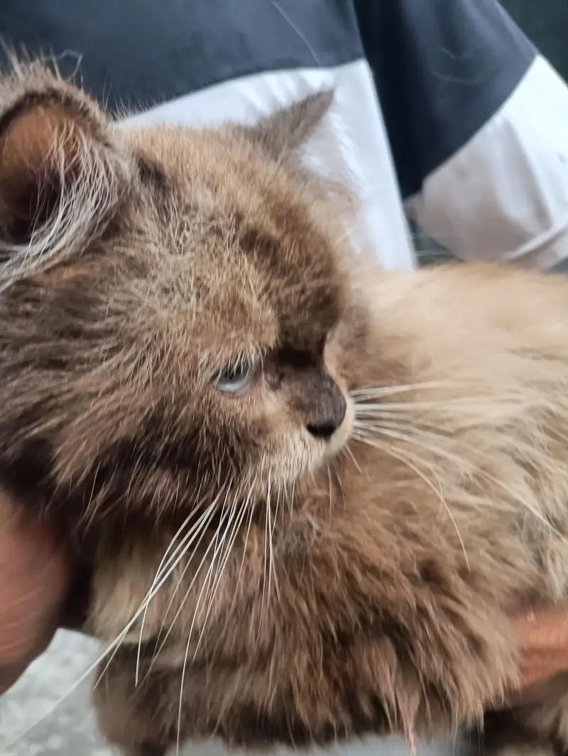 Himaliyan Reddol Cat — photo 6