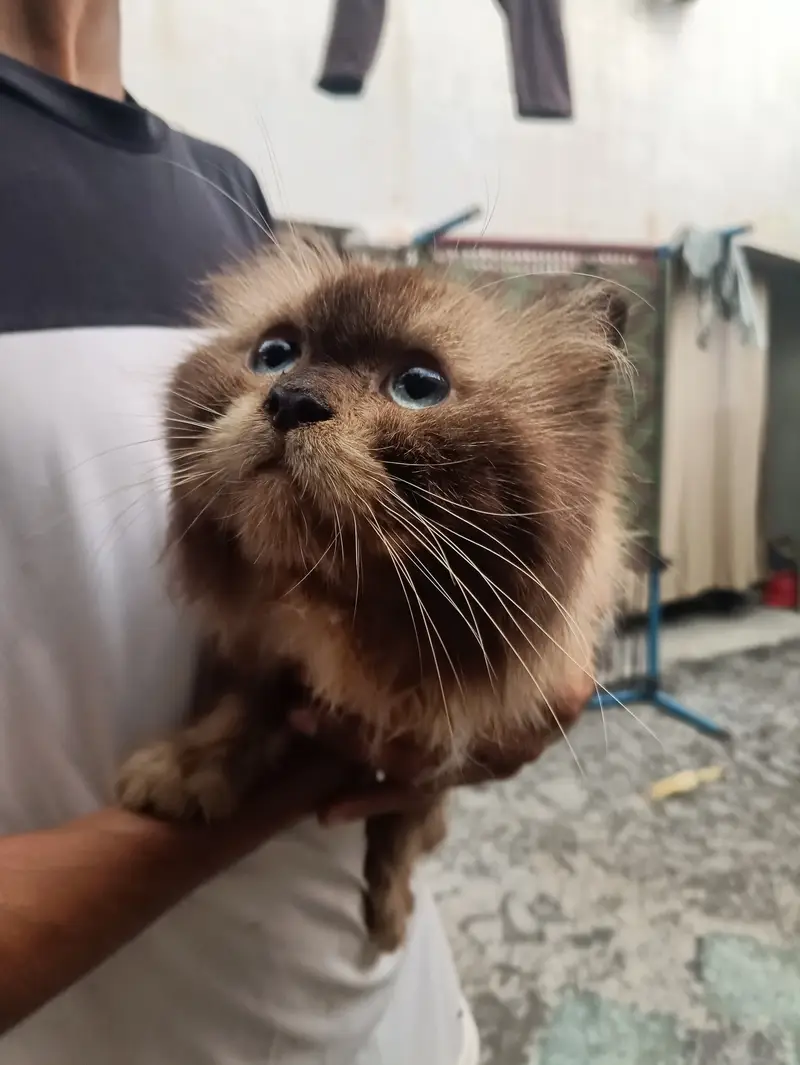 Himaliyan Reddol Cat — photo 7