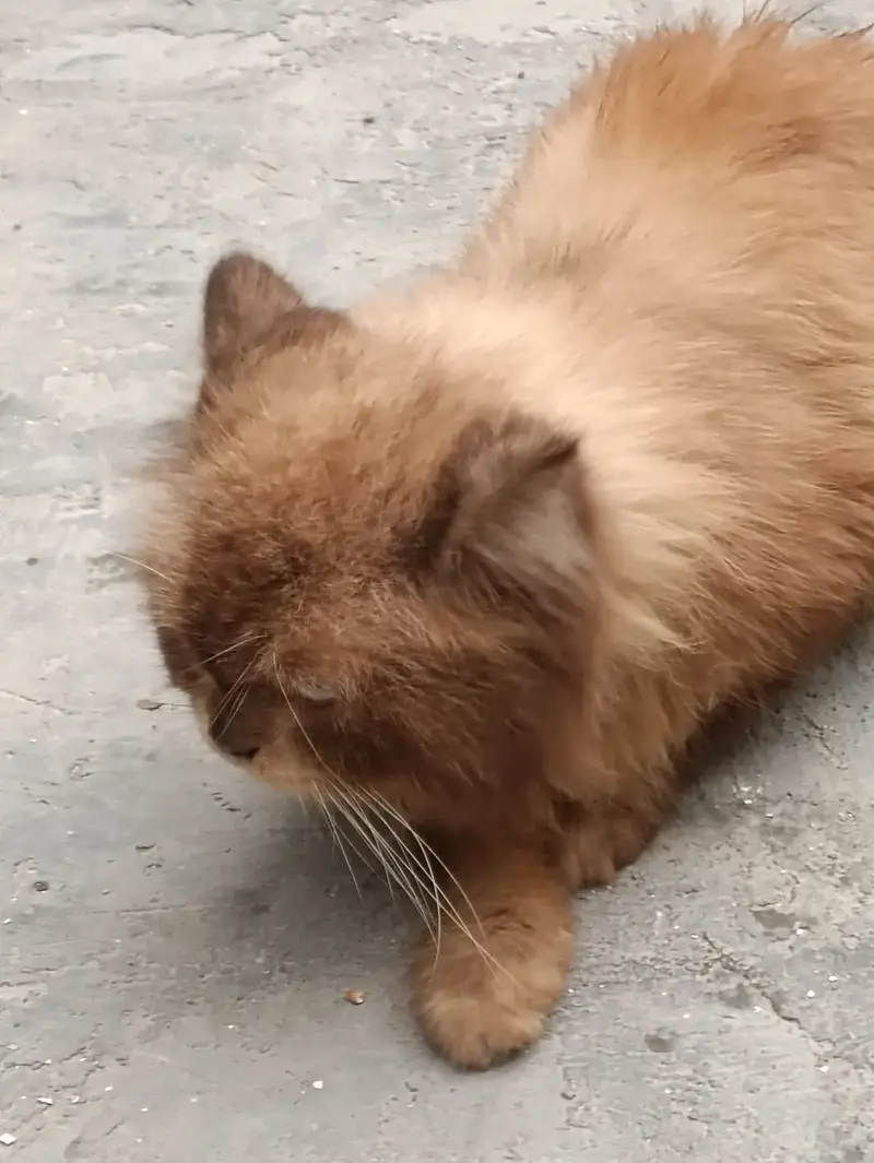 Himaliyan Reddol Cat — photo 8