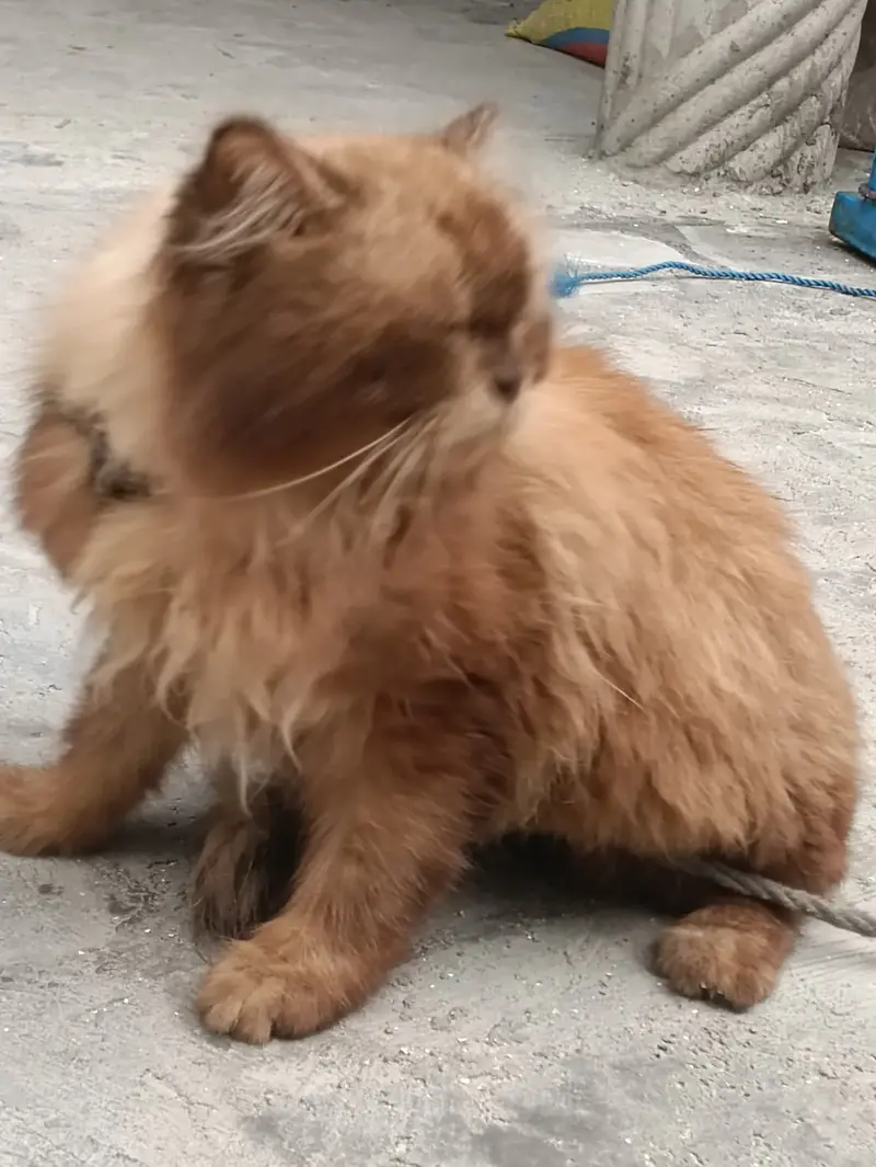 Himaliyan Reddol Cat — photo 9