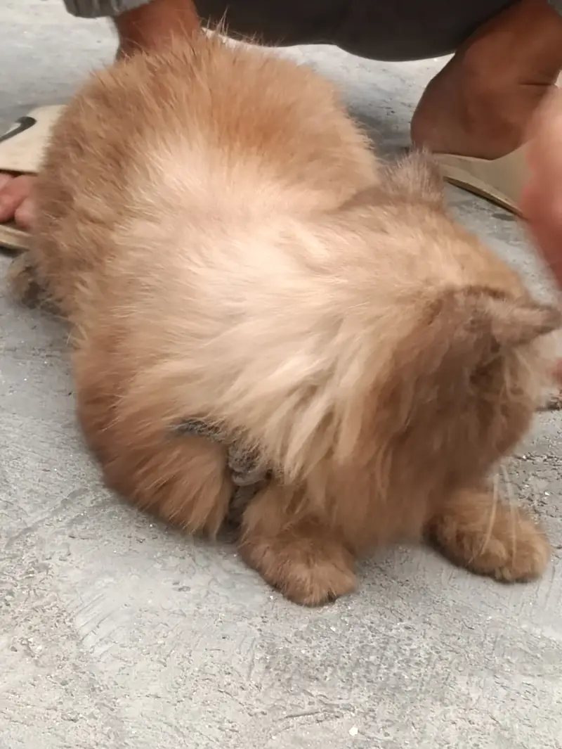 Himaliyan Reddol Cat — photo 10