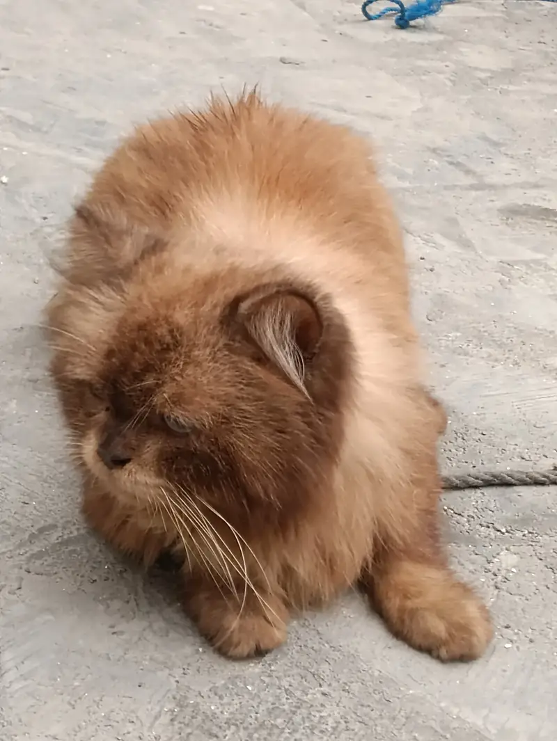 Himaliyan Reddol Cat — photo 11