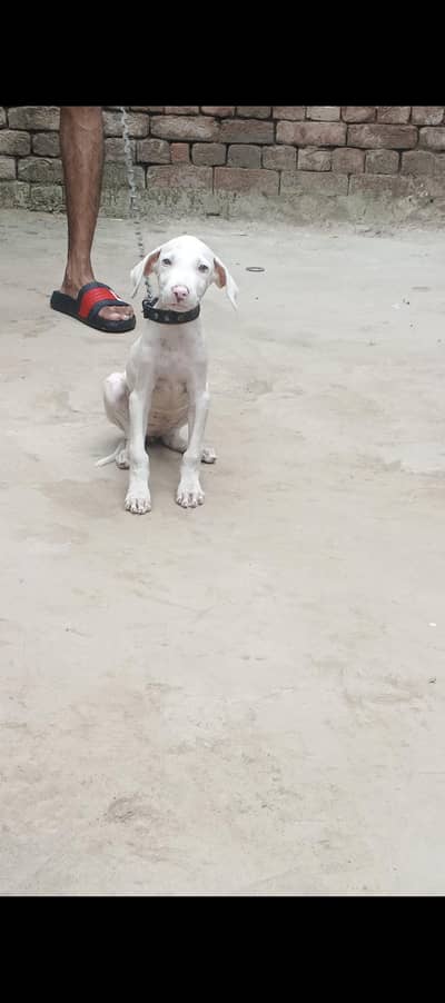 Gultair puppy