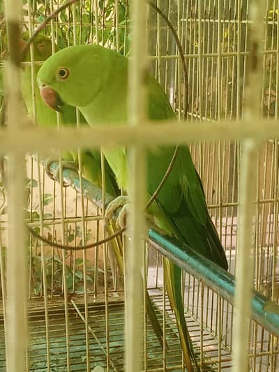 cocktail breeder female