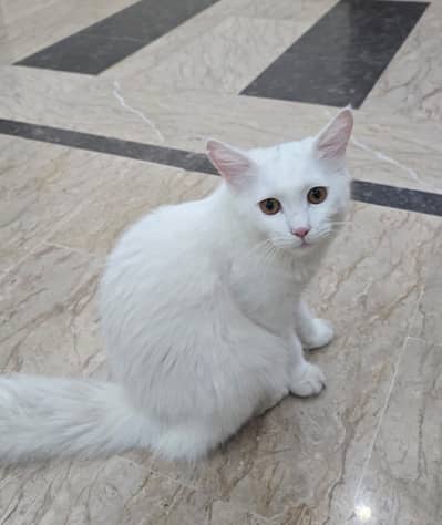 Pure Persian breed