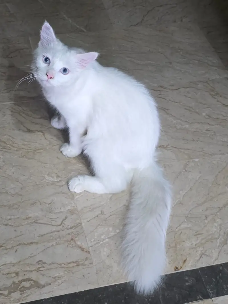 Pure Persian breed — photo 2