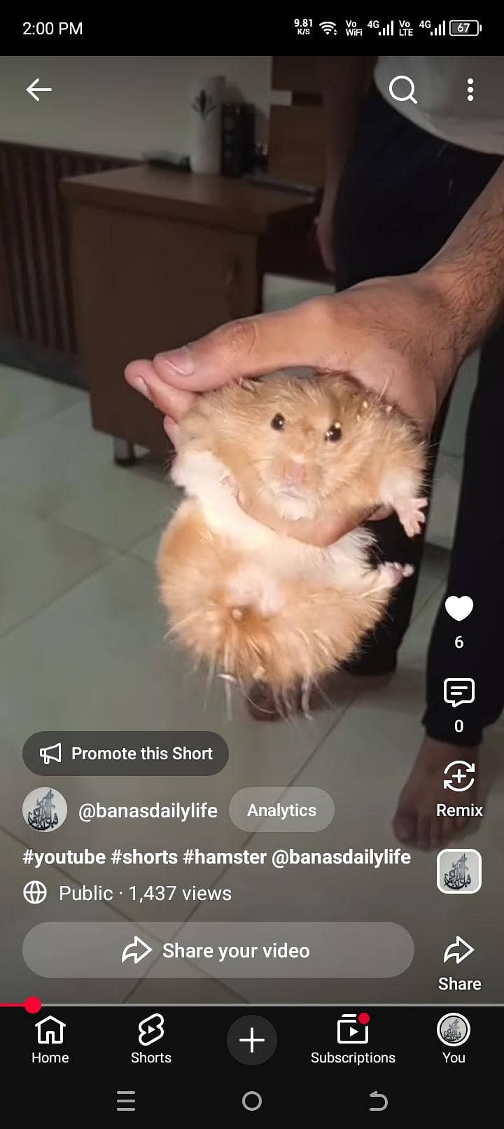 hamster 0