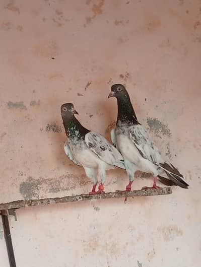 top quality pigeon pair for sale.