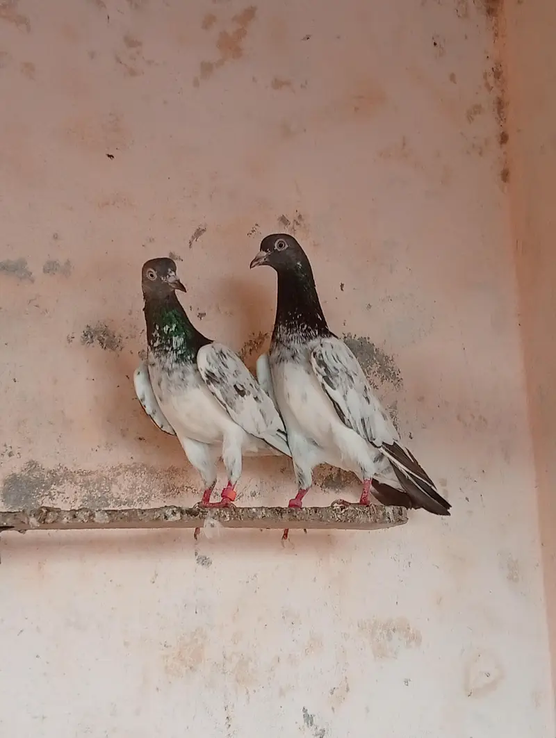 top quality pigeon pair for sale. — photo 2