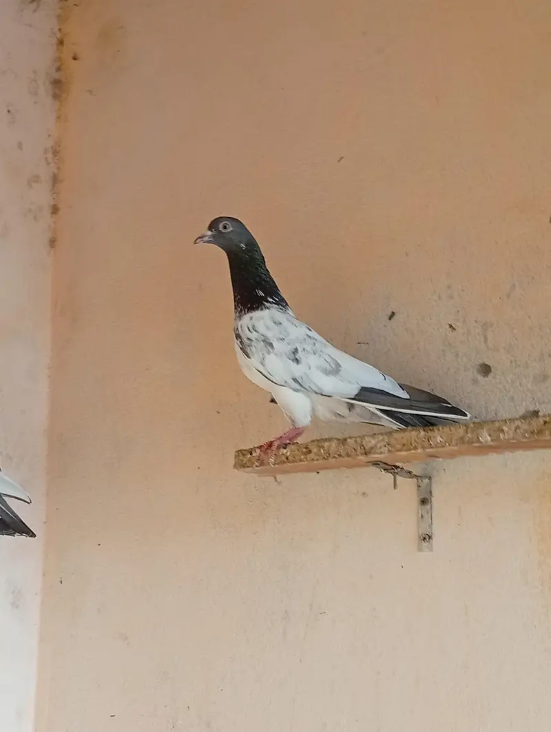 top quality pigeon pair for sale. — photo 3