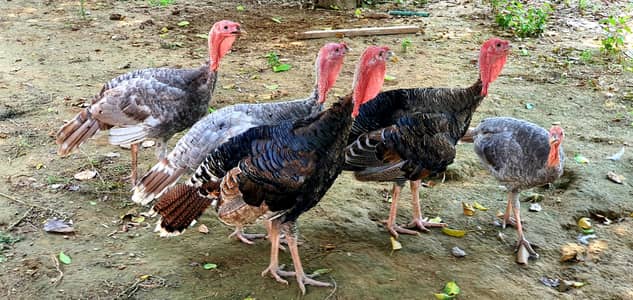Turkey(peru)