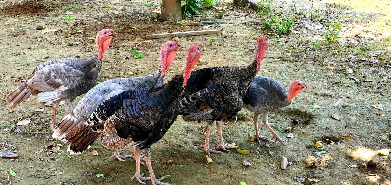 Turkey(peru) 1