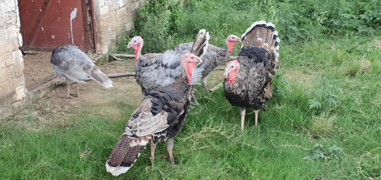 Turkey(peru) 2