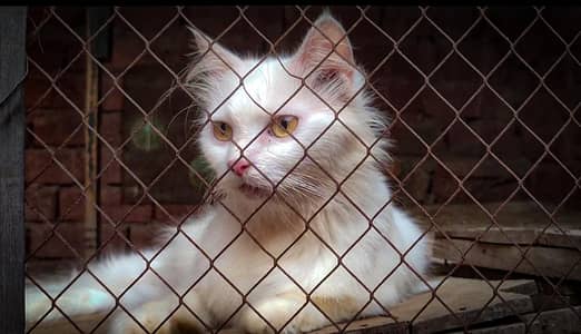 Dol face cat