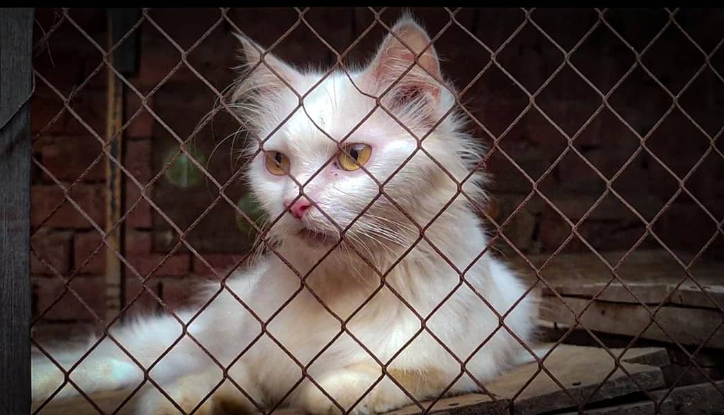Dol face cat 0