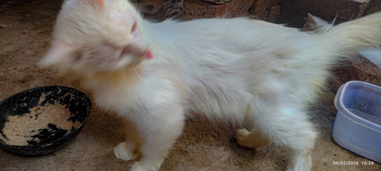 Dol face cat 1