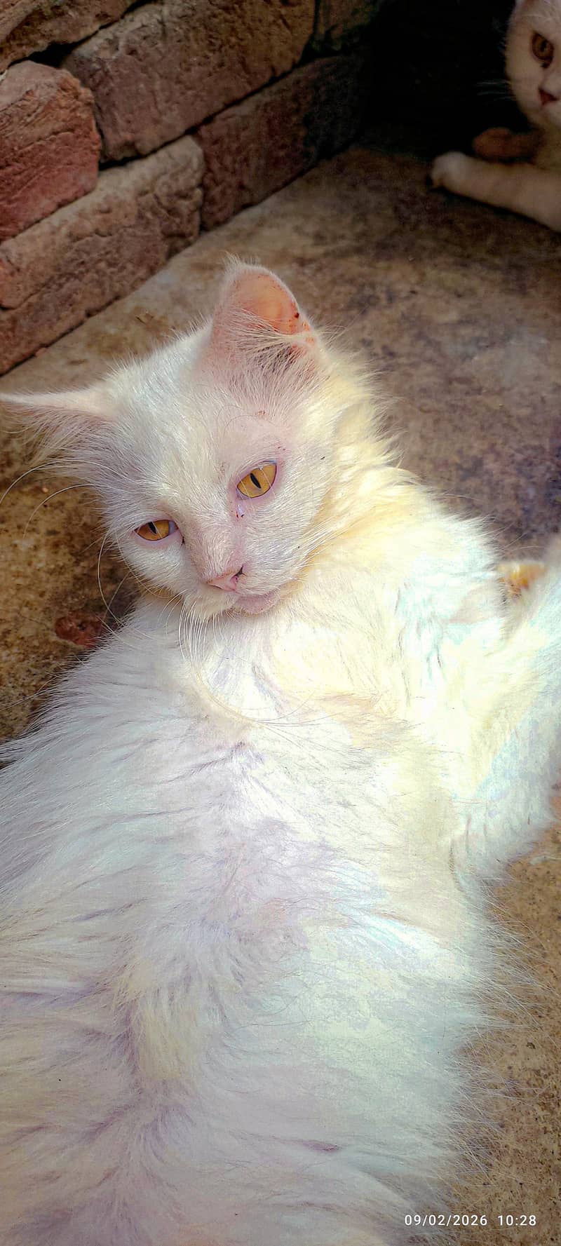 Dol face cat 2