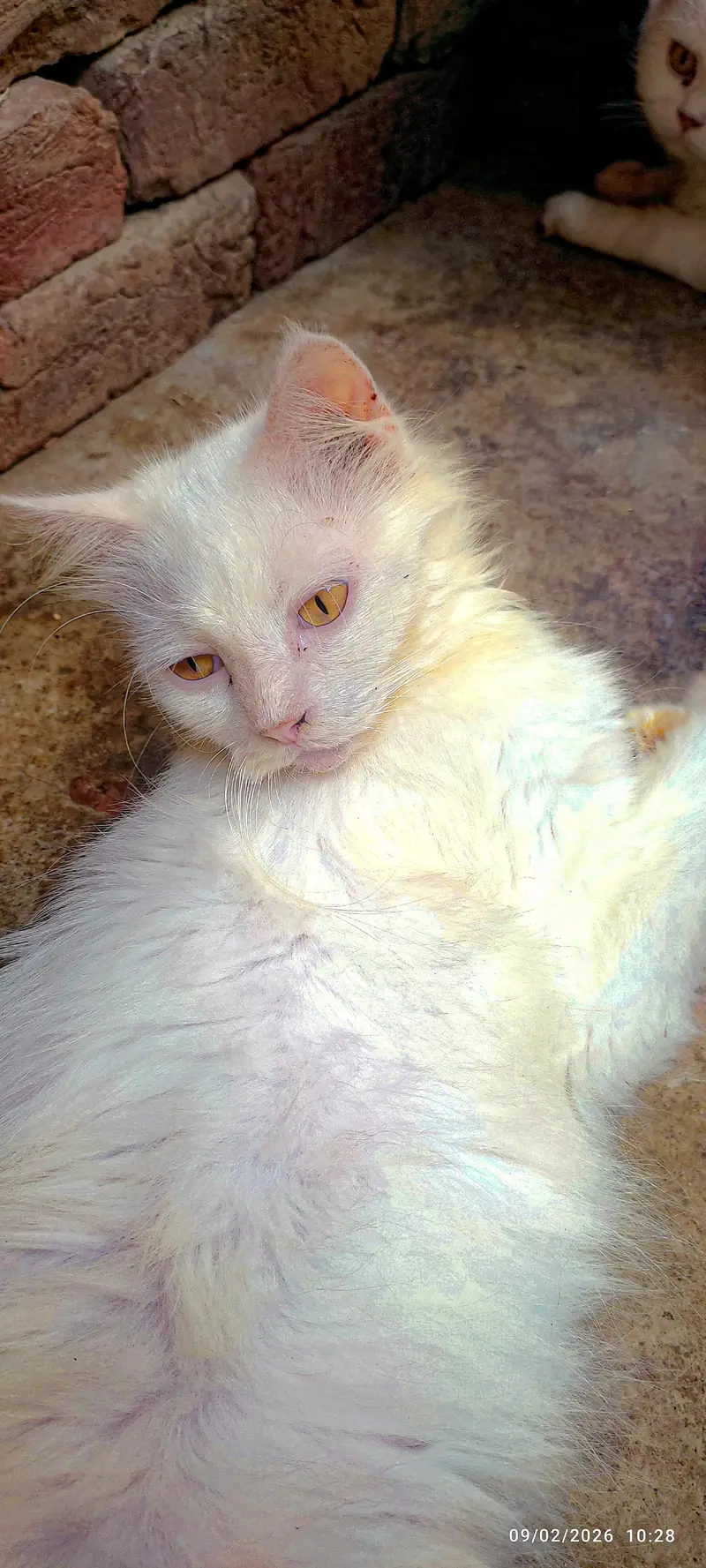 Dol face cat — photo 3