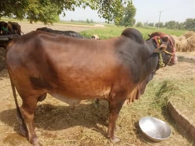 Buffalo for sale Qurbani per keera tah abhi 2 dant howa hai
