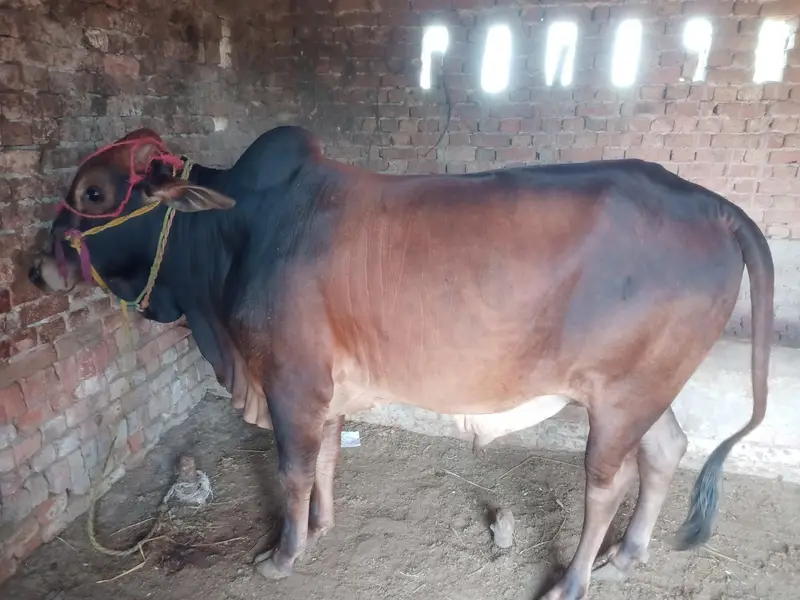 Buffalo for sale Qurbani per keera tah abhi 2 dant howa hai — photo 2