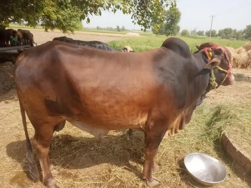 Buffalo for sale Qurbani per keera tah abhi 2 dant howa hai — photo 3