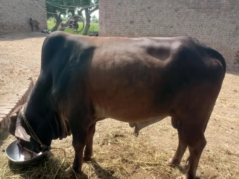 Buffalo for sale Qurbani per keera tah abhi 2 dant howa hai — photo 4