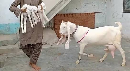gulabi Bakri for Sale
