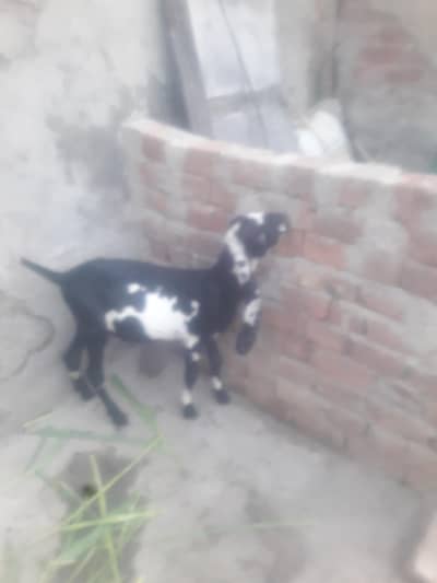 Beeta Bakra Qurbani 2027 WhatsApp 03472562038