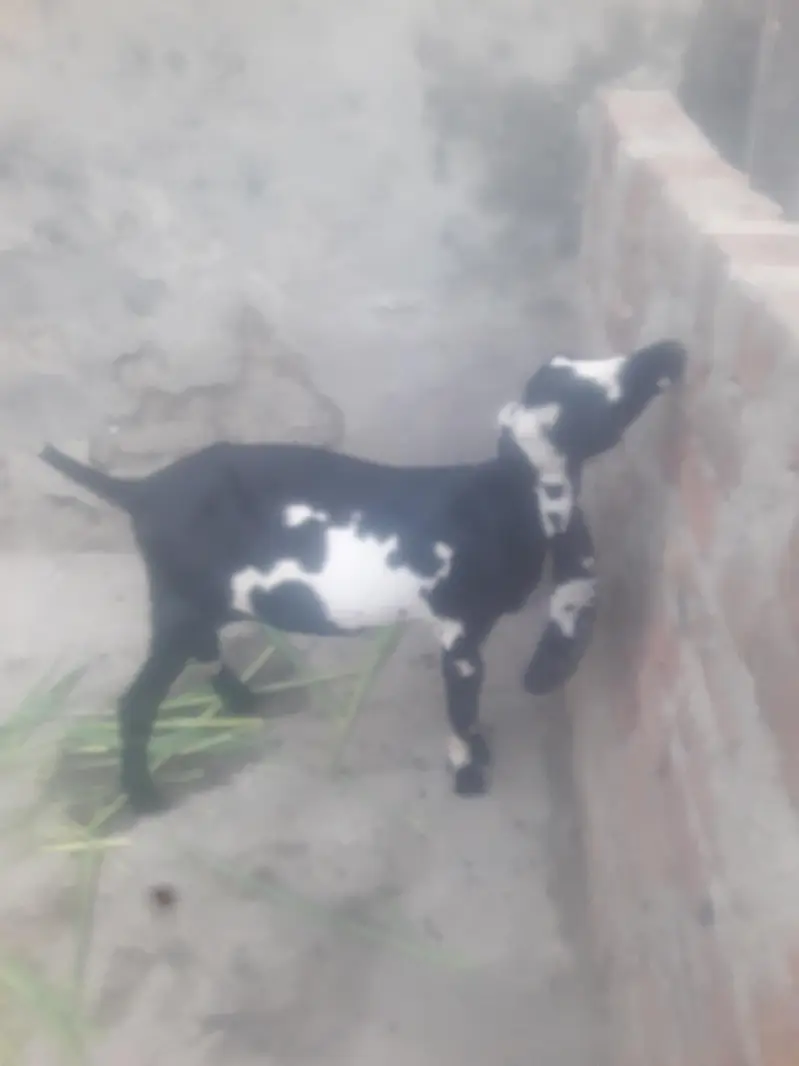 Beeta Bakra Qurbani 2027 WhatsApp 03472562038 — photo 6