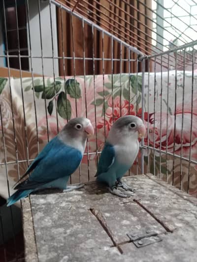 BEAUTIFUL BREEDER PAIR  LYING EGGS MANY TIME