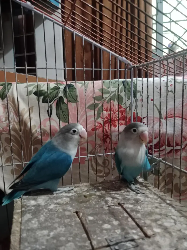 BEAUTIFUL BREEDER PAIR  LYING EGGS MANY TIME — photo 2