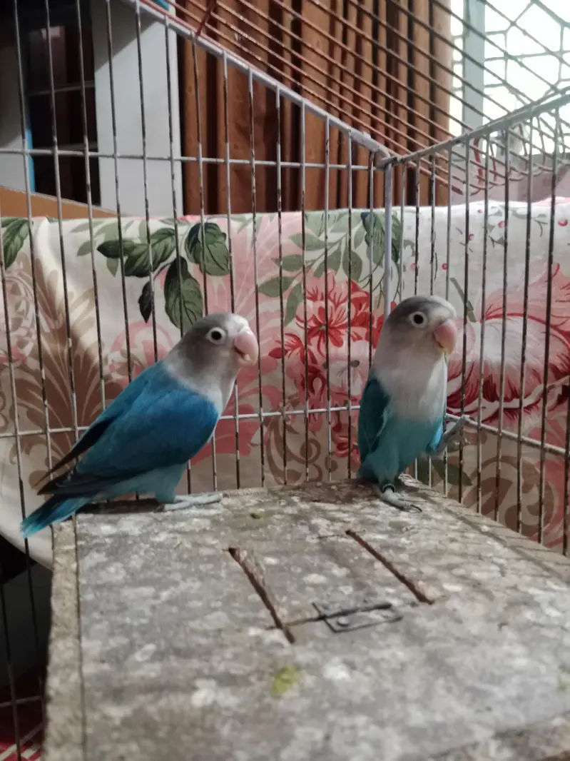 BEAUTIFUL BREEDER PAIR  LYING EGGS MANY TIME — photo 3