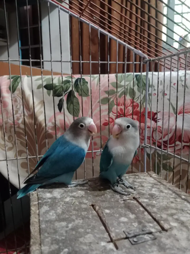 BEAUTIFUL BREEDER PAIR  LYING EGGS MANY TIME — photo 4