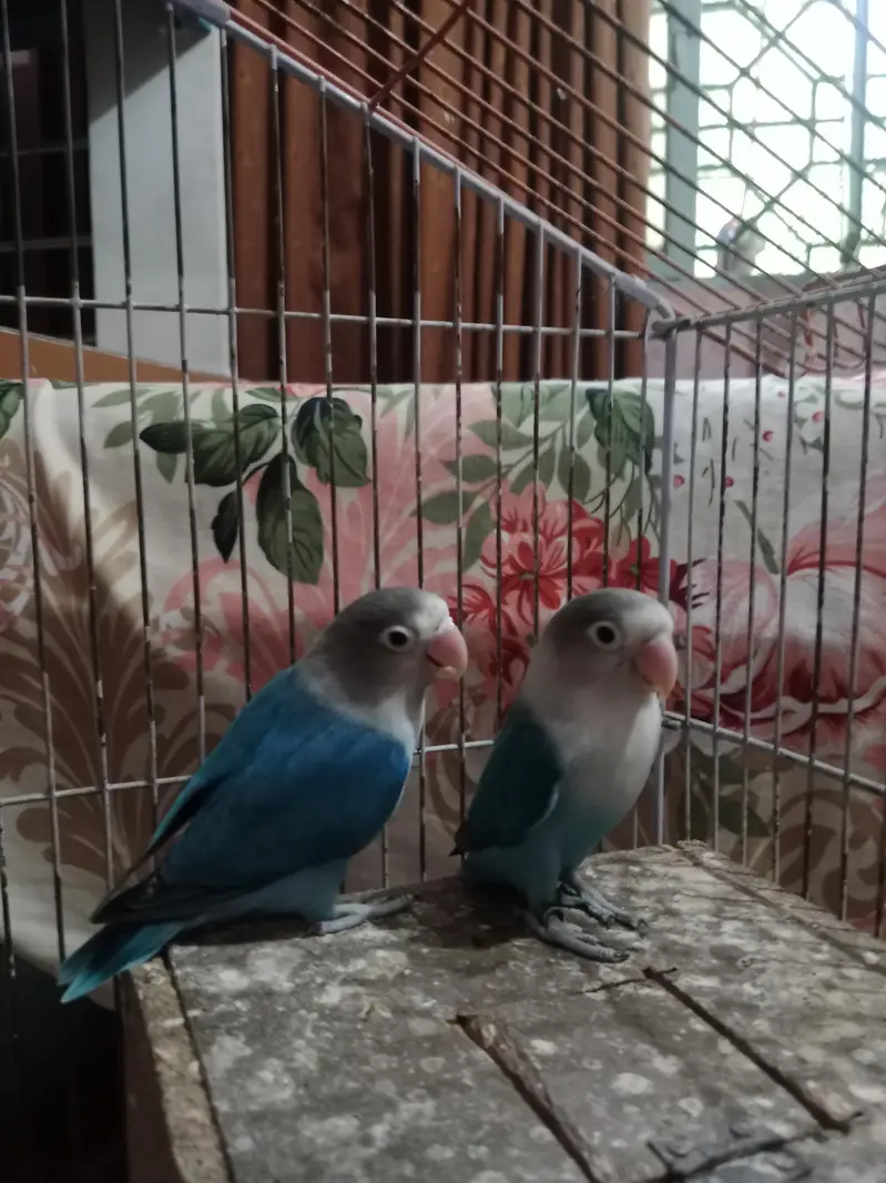 BEAUTIFUL BREEDER PAIR  LYING EGGS MANY TIME — photo 5