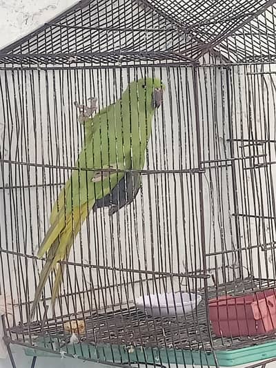 Ringneck Female 2year Age