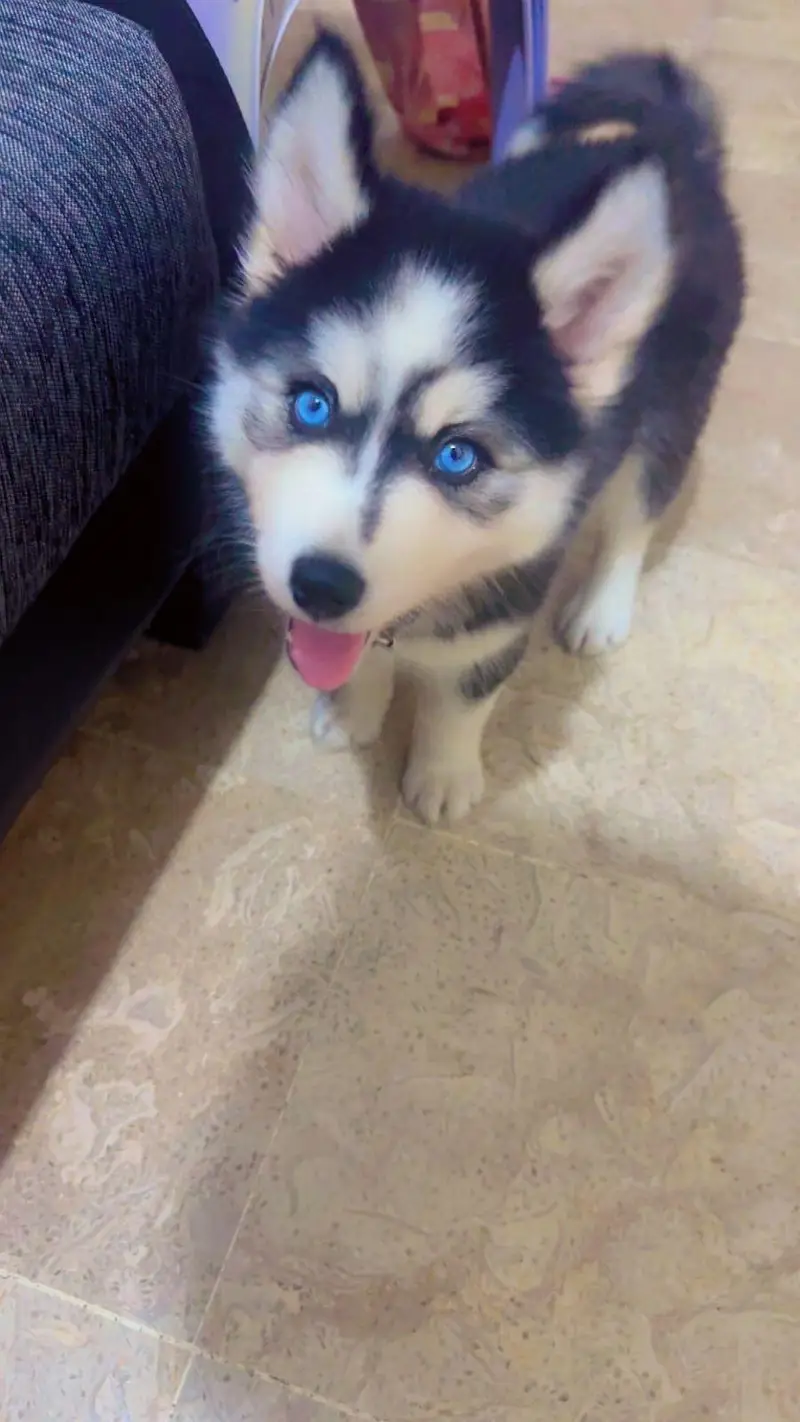 Very Beautiful Siberian Husky is searching new Family — photo 3