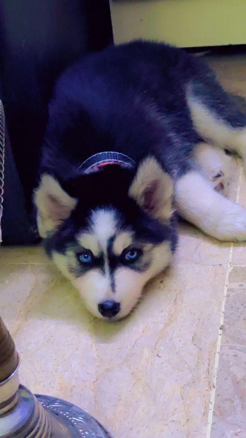 Very Beautiful Siberian Husky is searching new Family — photo 4