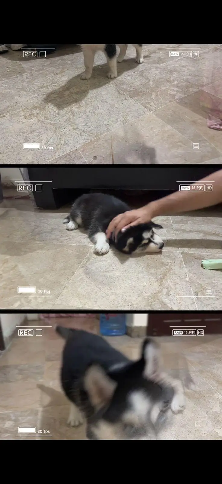 Very Beautiful Siberian Husky is searching new Family — photo 6