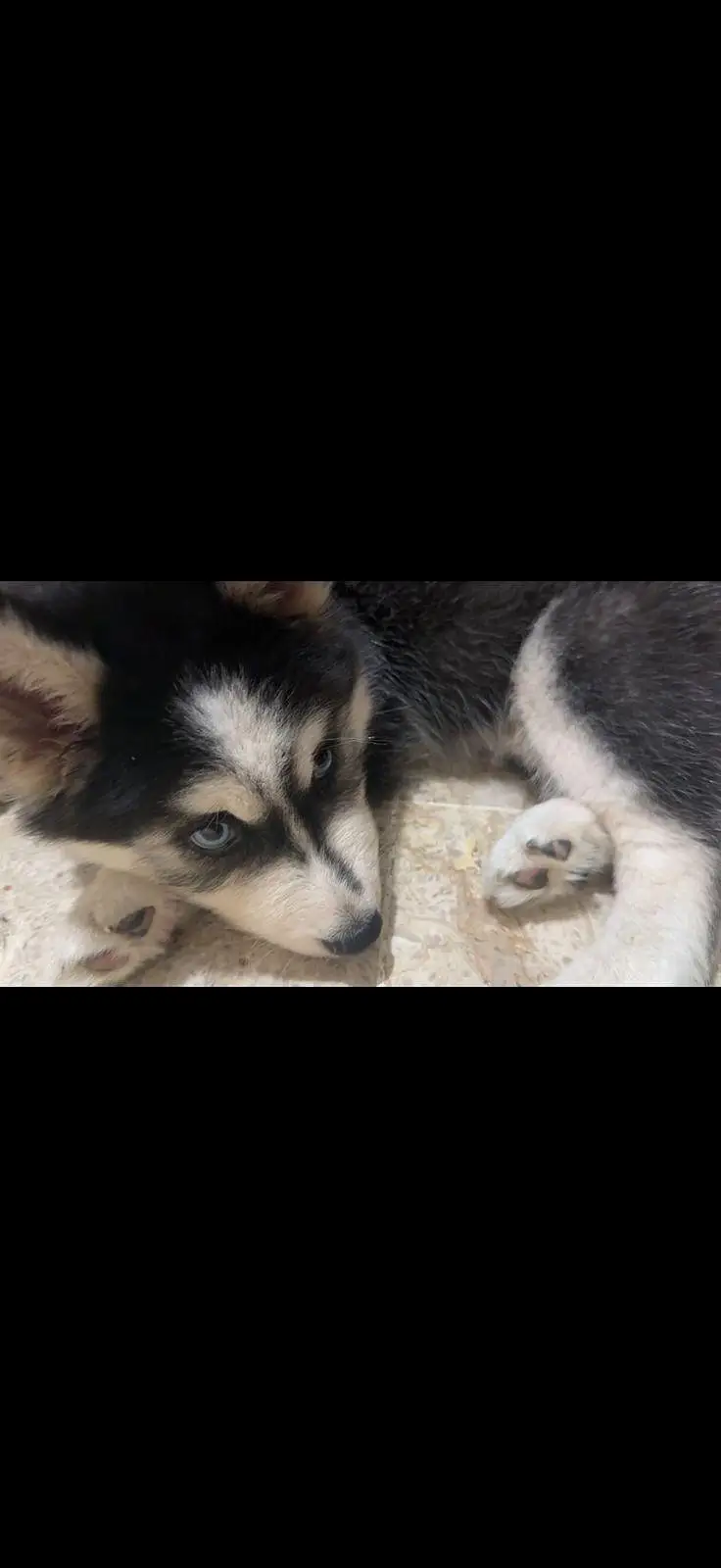 Very Beautiful Siberian Husky is searching new Family — photo 7