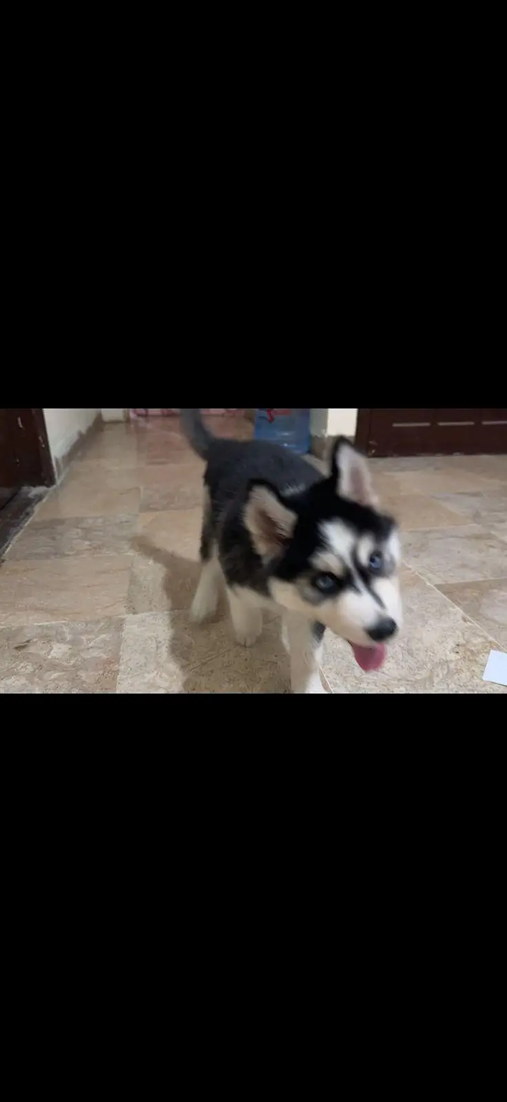 Very Beautiful Siberian Husky is searching new Family — photo 8