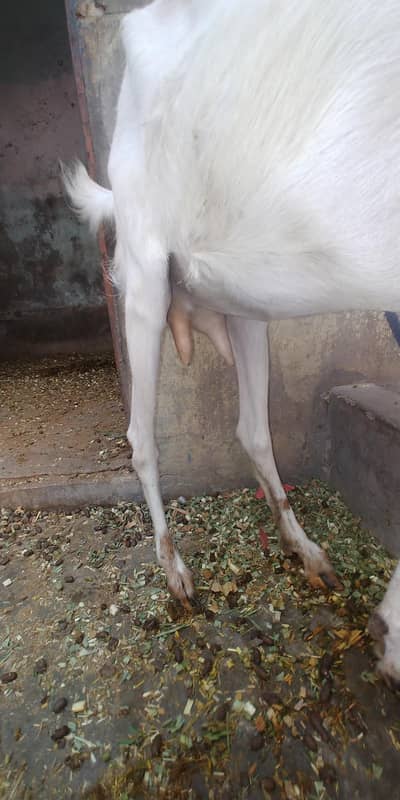active goat white