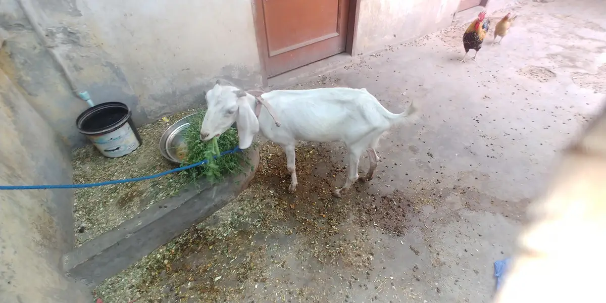 active goat white — photo 2